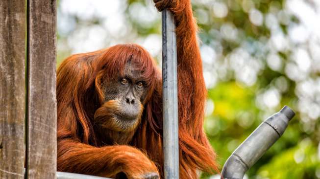 Puan Dinobatkan Sebagai Orangutan Tertua di Dunia