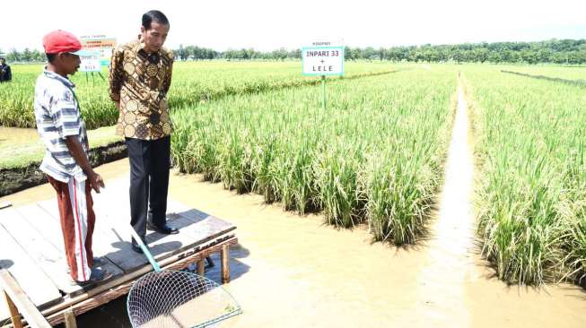 Presiden Jokowi: Benih Unggul Kunci Swasembada Pangan