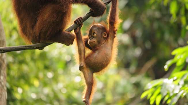 Lebih dari 30 Orangutan Terpapar Kabut Asap, Diobati Pakai Nebulizer