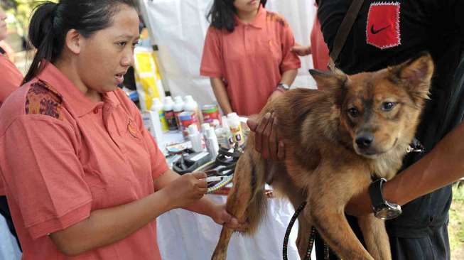 Sebanyak 25 Warga Riau Digigit Hewan Terinfeksi Rabies