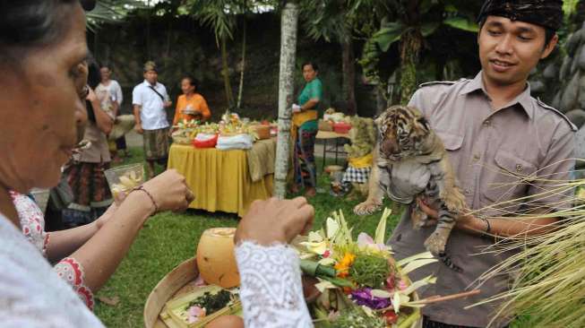 Peringatan Hari Tumpek Kandang