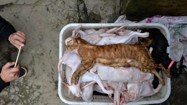 Kucing Dibantai dan Dijual Sebagai Daging Kelinci