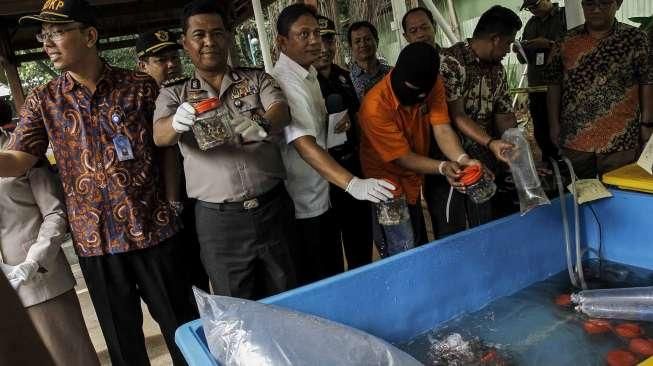 Polda Metro Ungkap Bibit Lobster Ilegal