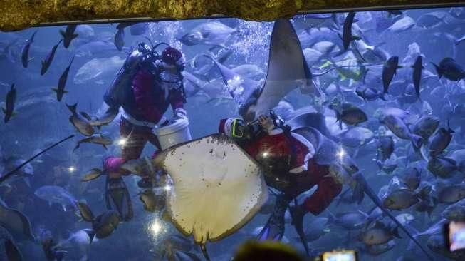 Pengunjung menyaksikan atraksi para Santa Claus saat memberikan makan kepada ribuan biota laut di wahana Sea World Taman Impian Jaya Ancol, Jakarta, Minggu (25/12/2016). [Suara.com/Kurniawan Mas'ud]