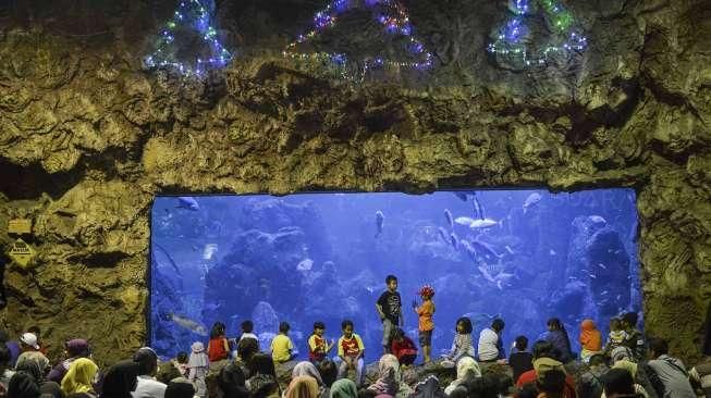 Pengunjung menyaksikan atraksi para Santa Claus saat memberikan makan kepada ribuan biota laut di wahana Sea World Taman Impian Jaya Ancol, Jakarta, Minggu (25/12/2016). [Suara.com/Kurniawan Mas'ud]