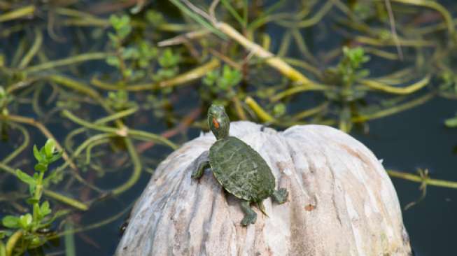 Telah Punah, Ilmuwan Kembali Temukan Spesies Kura-kura Raksasa Galapagos