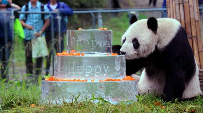 Panda Berlibido Tinggi, Juru Selamat Spesiesnya, Mati