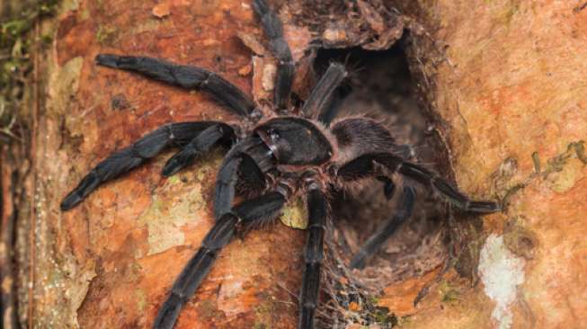Ilustrasi laba-laba tarantula (Shutterstock).