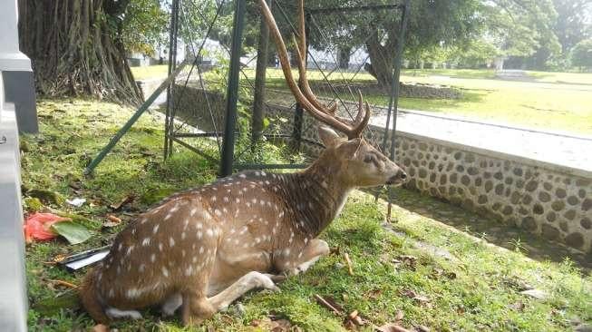 PM Jepang Sangat Terkesan dengan Rusa Istana Bogor