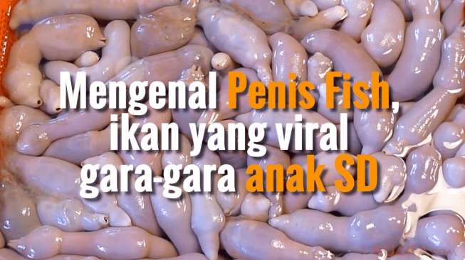 Ini Penis Fish, Ikan yang Bikin Jokowi Kaget