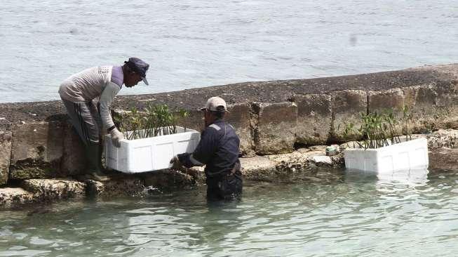 Sejumlah warga menanam bibit mangrove di Kepulauan Seribu, Jakarta, Sabtu (4/2).