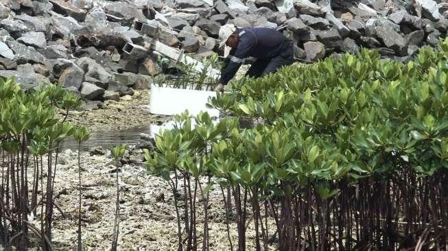 Komunitas Ini Olah Lima Jenis Mangrove Jadi Makanan