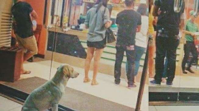 Kisah Anjing Kelaparan di Depan Resto Ini Bikin Hati Netizen Pilu