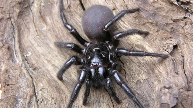 Laba-laba Funnel-Web memiliki racun yang mematikan. (Shutterstock)