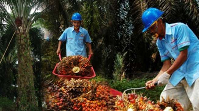 Pengamat Kritik Buruknya Kinerja 8 BUMN Perkebunan