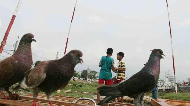 Penggemar burung Merpati balap melatih ketangkasan peliharaannya di kawasan Pertamburan, Tanah Abang, Jakarta, Rabu (1/3)