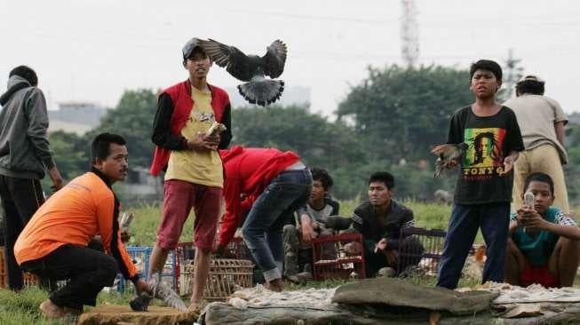 Penggemar burung Merpati balap melatih ketangkasan peliharaannya di kawasan Pertamburan, Tanah Abang, Jakarta, Rabu (1/3)