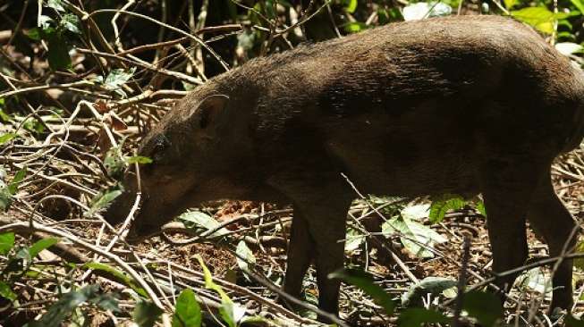 Ilustrasi babi hutan. [Shutterstock]