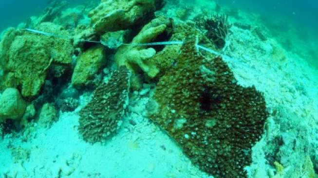 Pembersihan Crown of Thorns Di Kepulauan Togean