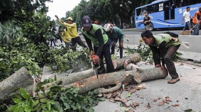 Petugas memotong batang pohon yang tumbang hingga menutupi jalur bus Transjakarta di kawasan jalan Medan Merdeka Barat, Jakarta, Minggu (19/3/2017).