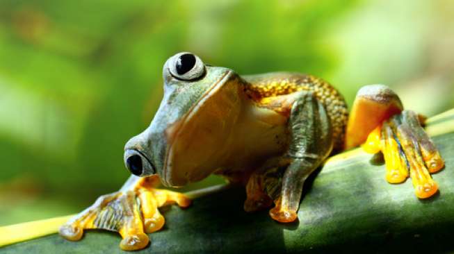 Tulislah ciri-ciri katak sebagai makhluk hidup