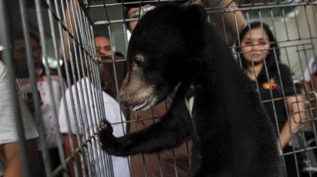 Barang bukti perdagangan satwa dilindungi, Orangutan (Pongo Pygmaeus) dan Beruang Madu (Helarctos Malayanus) serta Macan Dahan (Neofelis Nebulosa) saat rilis di Polda Metro Jaya, Jakarta, Selasa (4/4).