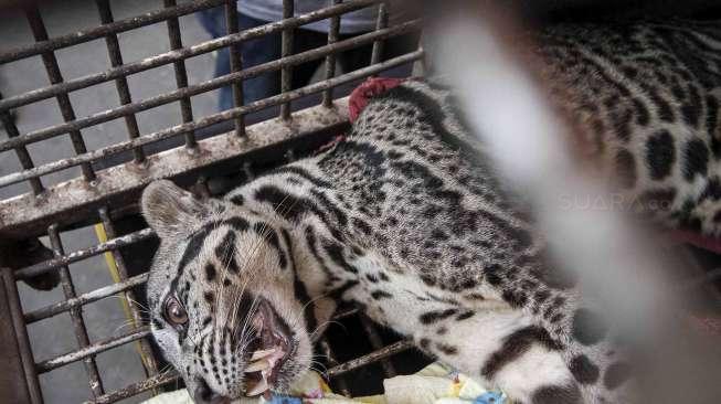 Barang bukti perdagangan satwa dilindungi, Orangutan (Pongo Pygmaeus) dan Beruang Madu (Helarctos Malayanus) serta Macan Dahan (Neofelis Nebulosa) saat rilis di Polda Metro Jaya, Jakarta, Selasa (4/4).