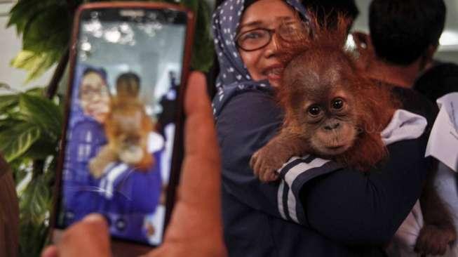 Meringkus AM (43) yang diduga membeli dan memelihara satwa langka. 