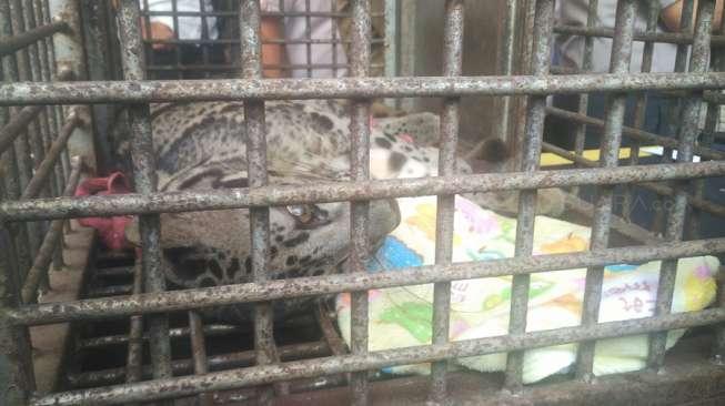 Warga Pejaten Beli Anak Macan dan Beruang Lewat Instagram