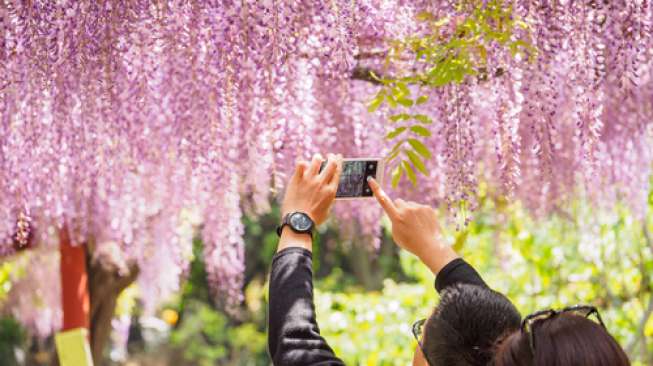 Bunga Wisteria di Jepang juga menjadi daya tarik bagi wisatawan. (Shutterstock)