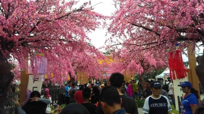 Tak Perlu ke Jepang, Di Sini Juga Ada Sakura Bermekaran