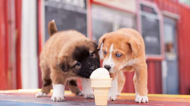 Di Negara Ini Ada Kafe yang Menyajikan Es Krim untuk Anjing