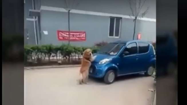 Heroik! Aksi Anjing Pintar Lindungi Nyawa Seorang Anak