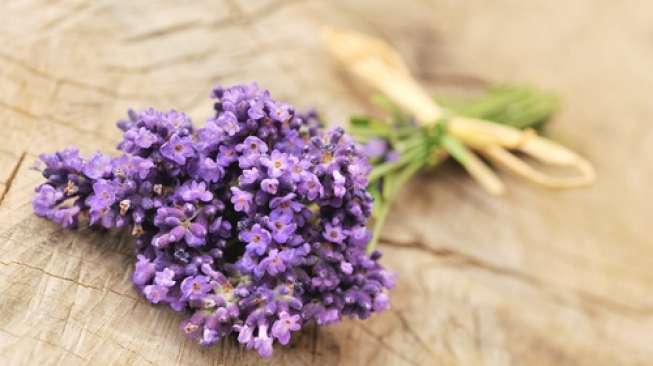 Bunga lavender. [shutterstock]
