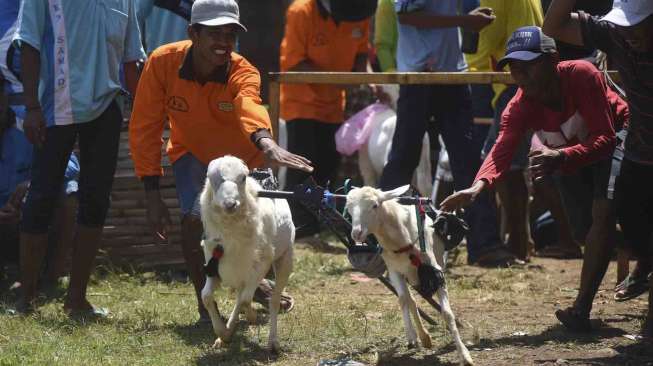 Karapan kambing di Probolinggo, Jawa Timur, Sabtu (22/4).