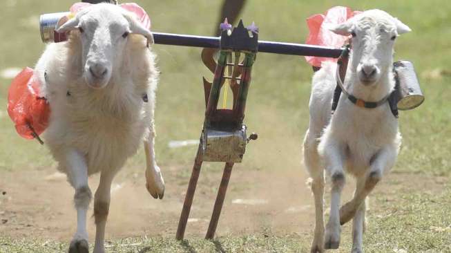 Karapan kambing di Probolinggo, Jawa Timur, Sabtu (22/4).