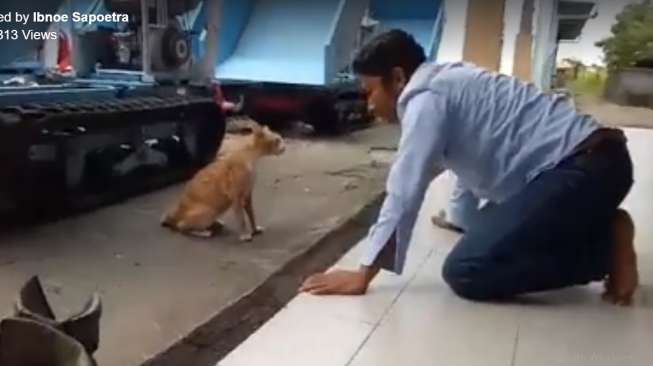 Pertarungan Sengit Kucing dengan Manusia Ini Berujung Kocak