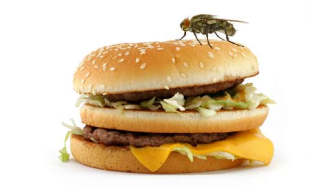 Ilustrasi lalat hingga di makanan. (Shutterstock)