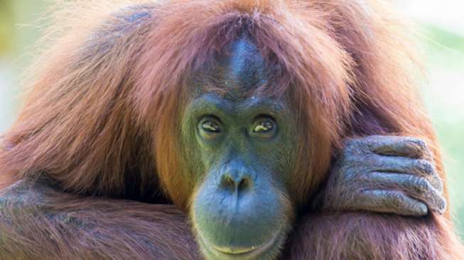 Ditemukan Orangutan Berkulit dan Berbulu Putih serta Bermata Biru