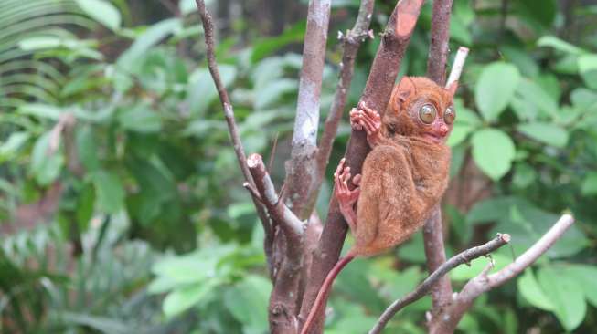 Yuk, Kenali Lebih Dekat Si "Mata Sendu" dari Batu Mentas!