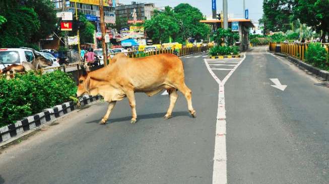 Sapi di tengah jalanan. Pemandangan seperti ini biasa di India. [BCCL/ REPRESENTATIVE IMAGE]