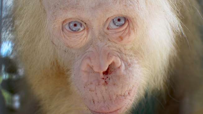 Publik Diminta Namai Orangutan Bule Bermata Biru dari Kalimantan