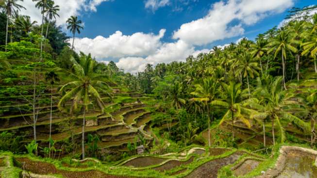 Pemandangan Alamnya Begitu Memesona, Yuk Staycation untuk Menikmati Libur Lebaran di Ubud, Bali