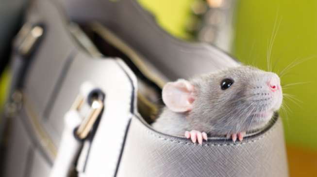Ini 5 Penyakit Dari Tikus Yang Ditularkan Ke Manusia