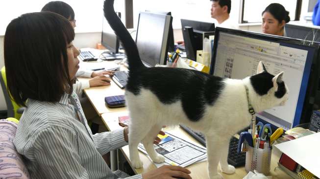 Kantor Ini Jadikan Kucing 'Obat' Para Workaholic