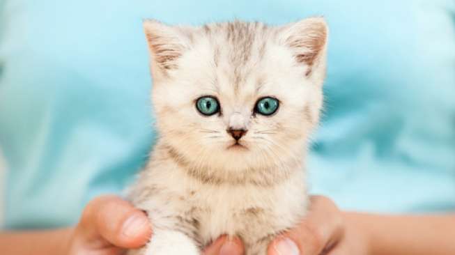 Ilustrasi seekor anak kucing (Shutterstock).