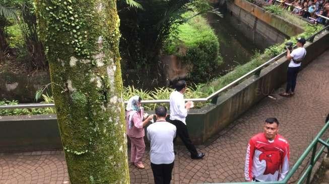 Cerita Kepala Ragunan: Jokowi Datang, Gorilla Pun Jadi Penurut