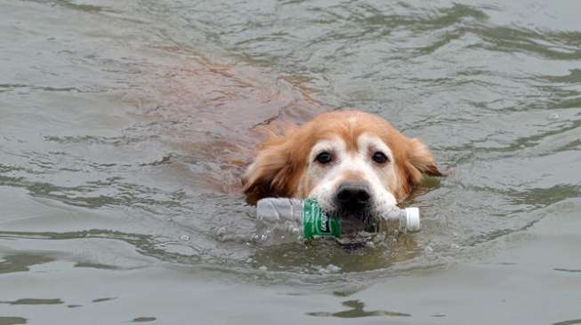 Salut! Anjing Ini Nyebur ke Sungai, Ambil Ribuan Sampah