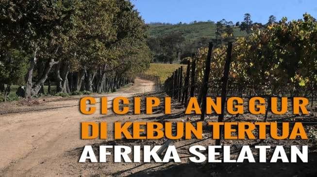 Begini Rasa "Wine" dari Kebun Anggur Tertua di Afrika Selatan!