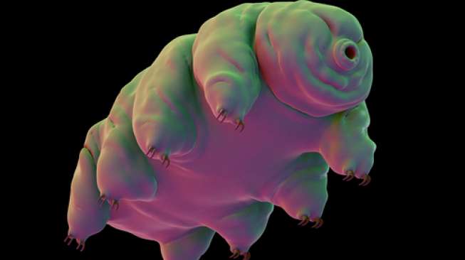 Sebuah ilustrasi visual dari beruang air atau tardigrada. (Shutterstock)